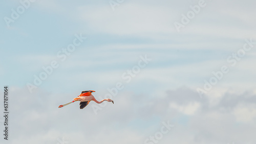 Flying solitary Rosy Flamingo over Calafate town, at the Nimez Bird Reserve, Patagonia, Argentina, with blue sky and copy space photo