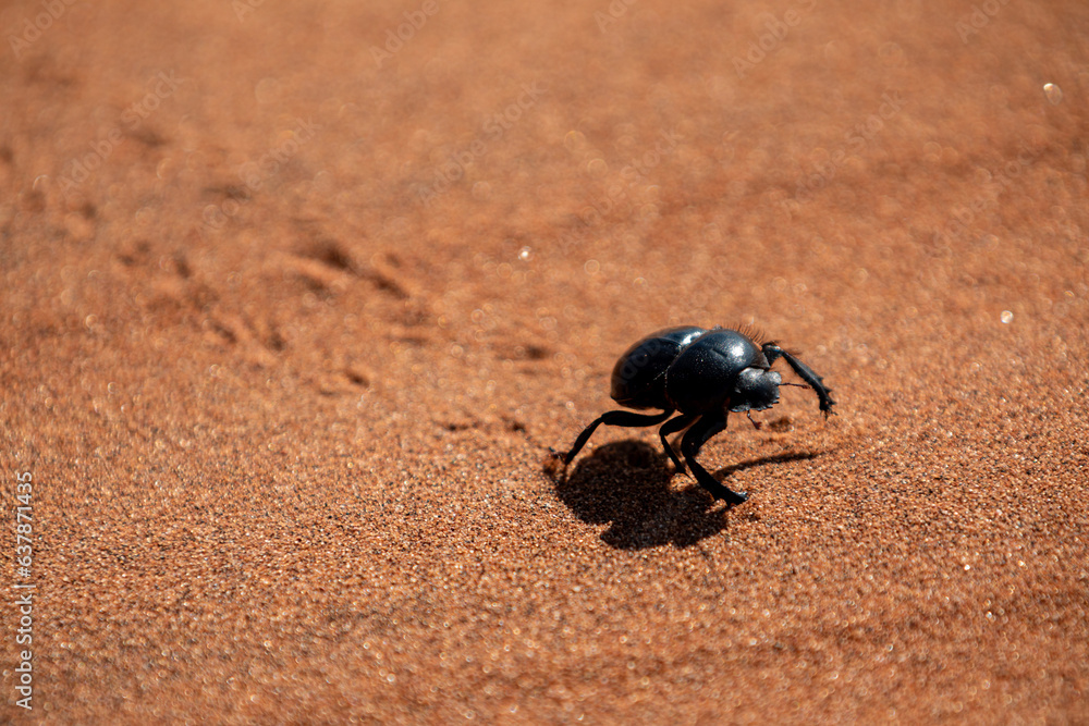 Bousier dans un désert de dunes au porte du Namib, Sud-Est de la Namibie Bousier dans un désert de dunes au porte du Namib, Sud-Est de la Namibie