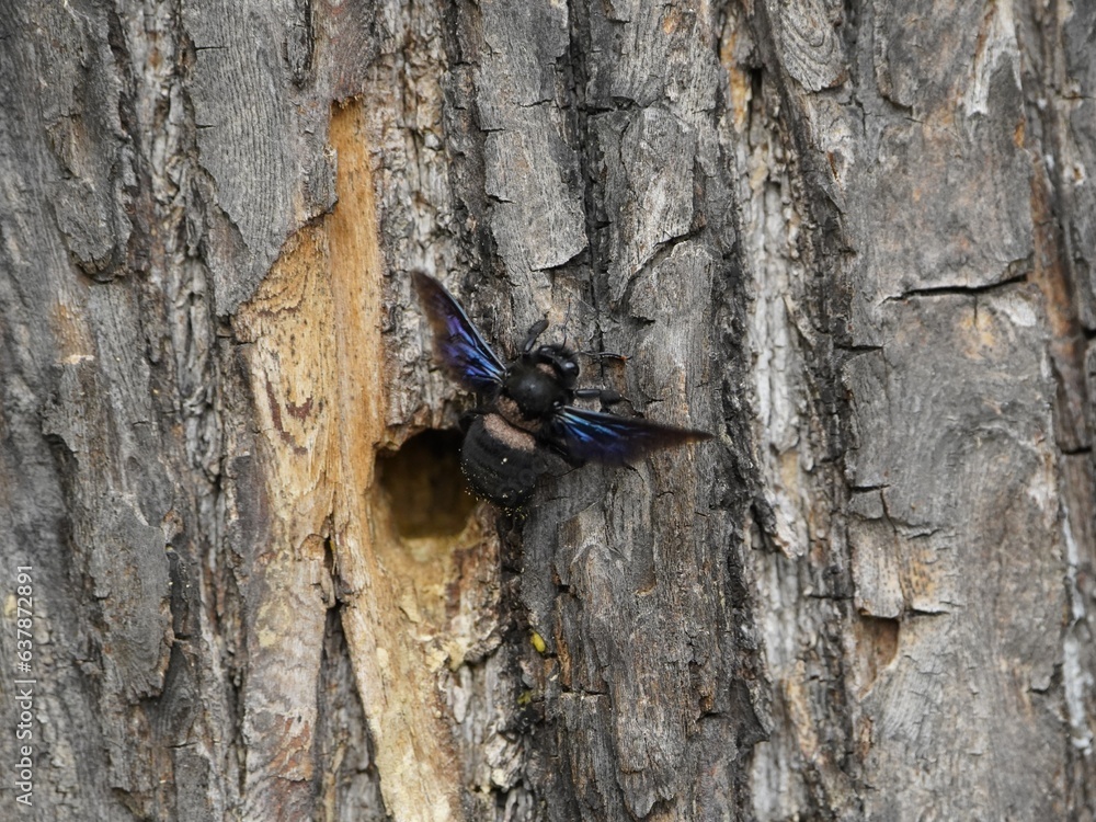 Carpenter bees (Xylocopa iris) are species in the genus Xylocopa of the subfamily Xylocopinae. Hanover – Berggarten, Germany. Carpenter bees (Xylocopa iris) are species in the genus Xylocopa of the subfamily Xylocopinae. Hanover – Berggarten, Germany.