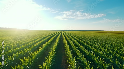 Fotografia Corn cobs in corn plantation field at sunrise background with copy space for text