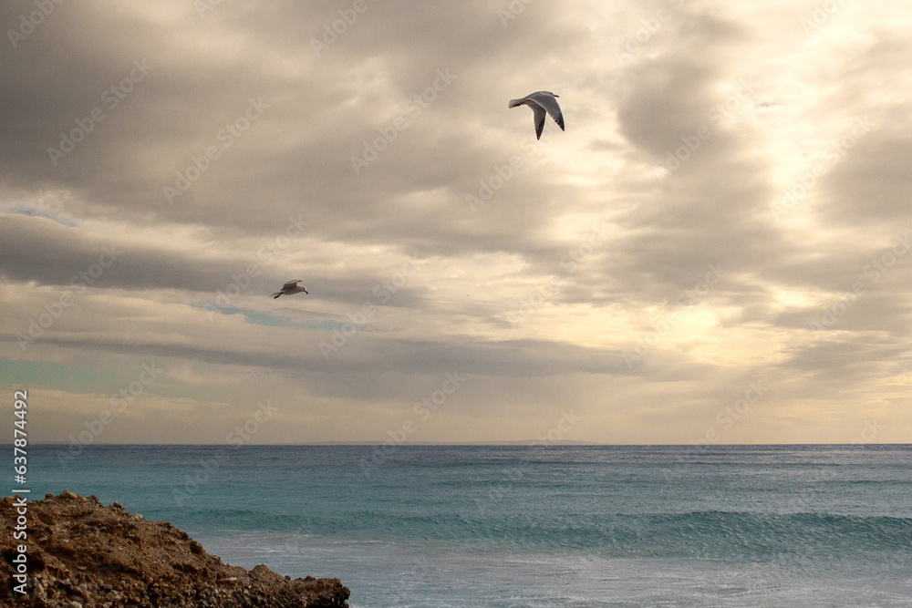 Fototapeta premium Seagulls in a cloudy day