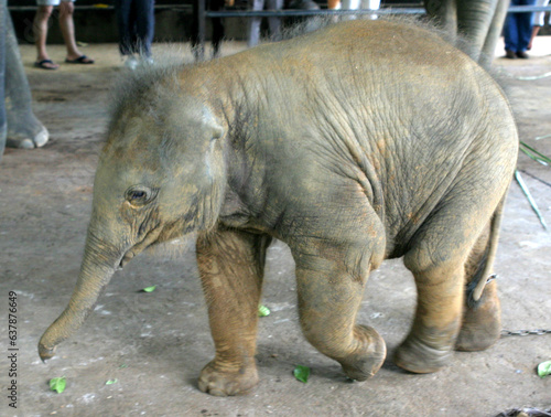 elephant in zoo