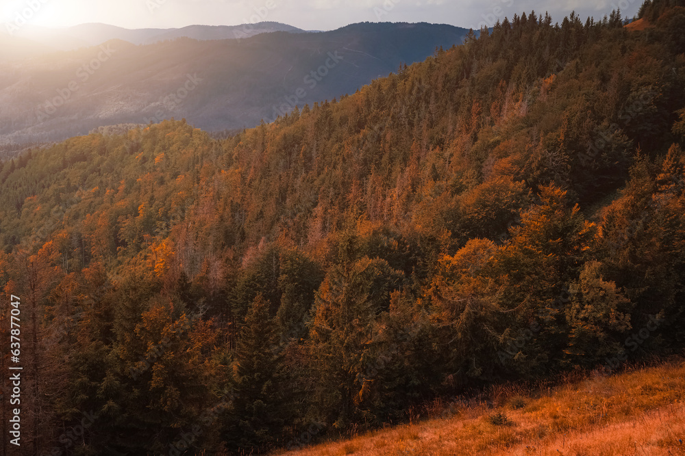 Naklejka premium October pine woods aerial photography from drone scenic view with vibrant orange color background highland hills and bright sun glare light