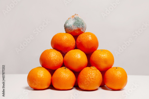 One rotten mold tangerine on ripe and healthy orange mandarin pile on white background photo