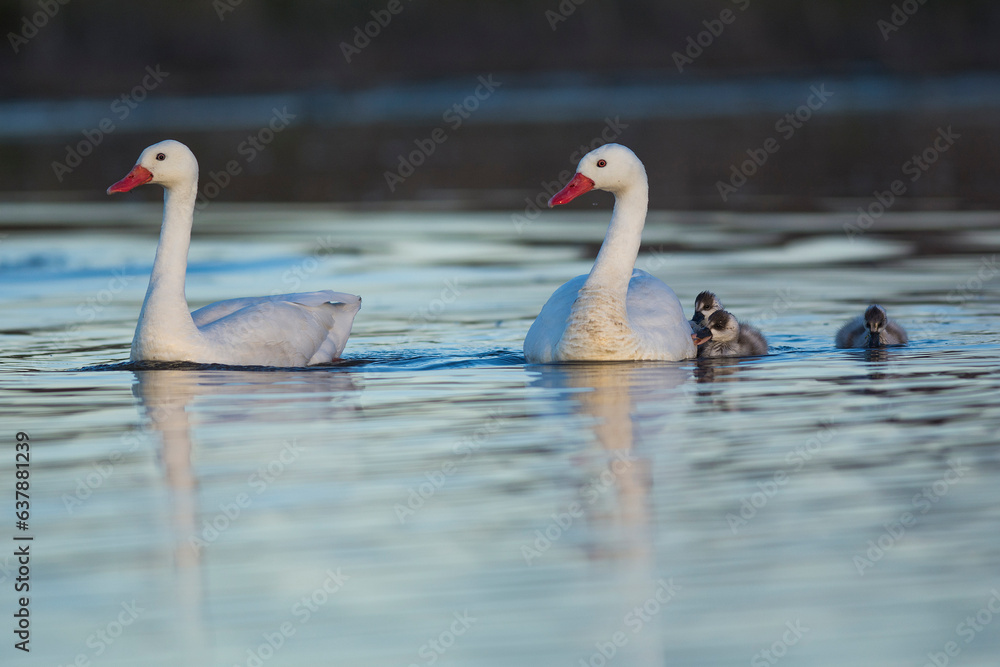 Obraz premium Coscoroba swan with cygnets swimming in a lagoon , La Pampa Province, Patagonia, Argentina.