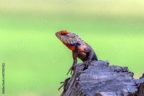 The oriental garden lizard, also called the eastern garden lizard
