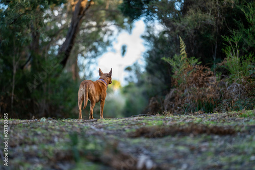 kelpie dog in the australian bush