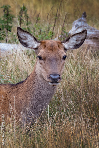 Portrait of a young deer © Kevin