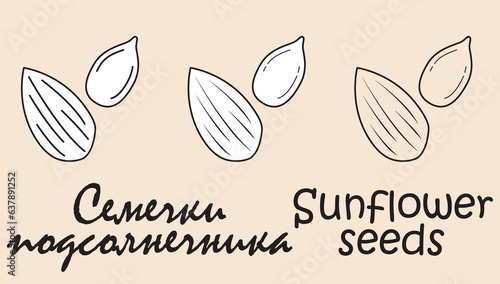 A set of objects depicting a Sunflower seeds with the inscription "Sunflower seeds" in Russian and English. Simple vector illustration, eps