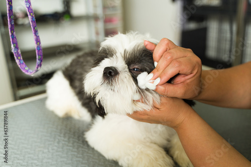 Tableau sur toile Pet groomer cleaning the crusty eyes of a shih tzu dog