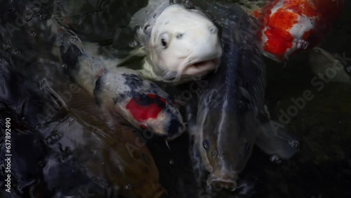 Beautiful cards pull their heads out of the water and beg for food with their mouths open