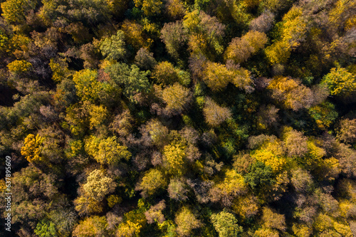 Aerial view of forest canopy in the autumn