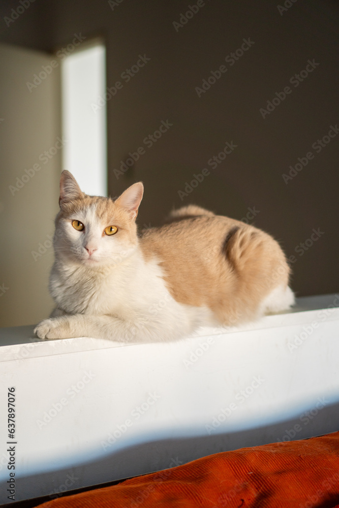 domestic cat resting. orange and white cat looking at the camera.