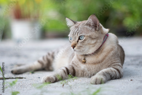 close up cat lying on the sand outdoor on nature backgrounds