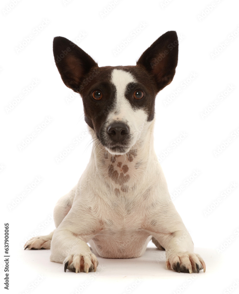 Chocolate-and-white Jack Russell Terrier. Chocolate-and-white Jack Russell Terrier.