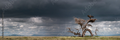 Ruppell's griffon vulture (Gyps rueppellii) drying its wings after a rain storm, perched on strangely gnarled tree (known locally as the 'Devil Tree'). Ngorongoro Conservation Area, Serengeti National photo