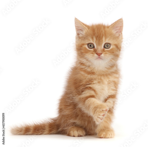 Sweet little ginger kitten sitting with paw raised.  photo