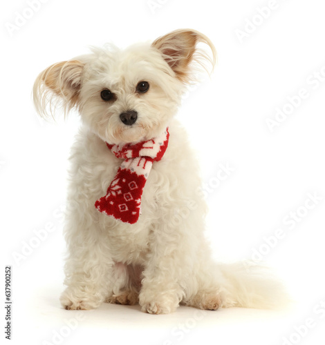 Pomapoo,  wearing a red-and-white scarf.   photo