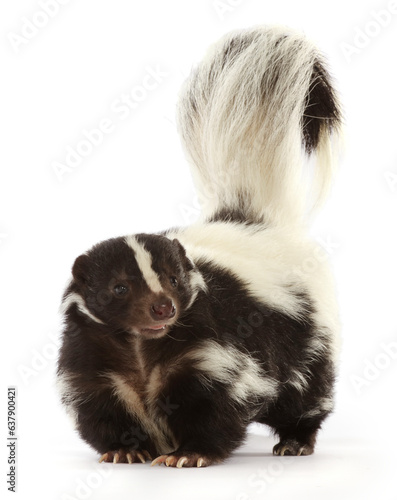 Striped skunk (Mephitis mephitis). Captive, occurs in North America.  photo