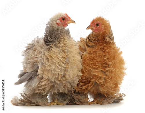 Buff and cream frizzle bantam chickens, age 15 weeks.  