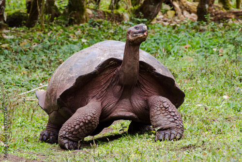 Leinwand Poster Giant Galapagos Tortoise (Chelonoidis niger) in Santa Cruz Island