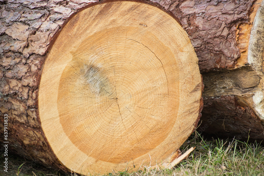 Trunks of cut tree lying in park or forest Trunks of cut tree lying in park or forest