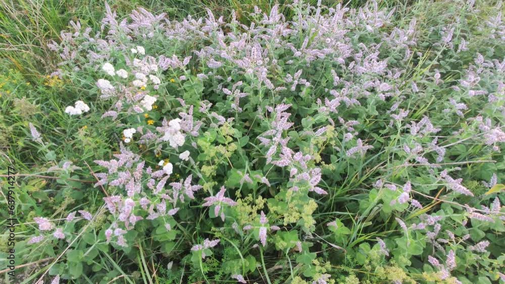 Mint medical plants illuminated by sunset light. Mint medical plants illuminated by sunset light.