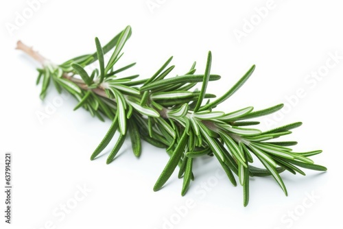 A fresh sprig of rosemary on a clean white background