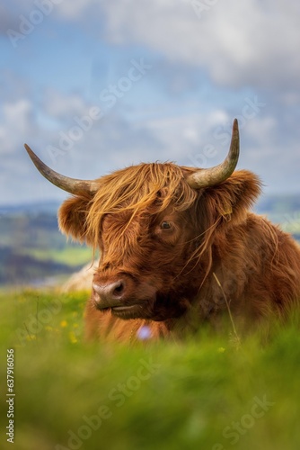 scottish highland cow in a field