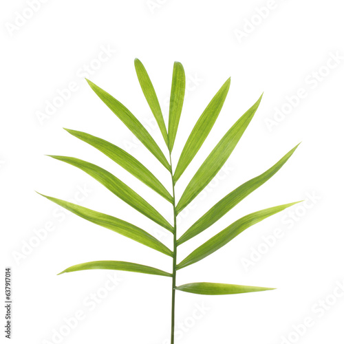 Bright palm tree leaf isolated over white background