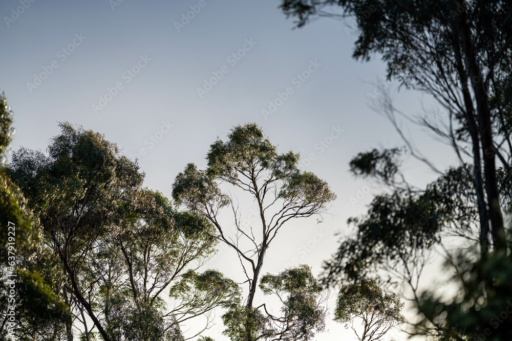 native gum tree growing in a forest in a national park in australia in the bush native gum tree growing in a forest in a national park in australia in the bush
