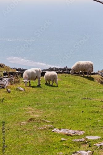 sheep and lambs on field and sea