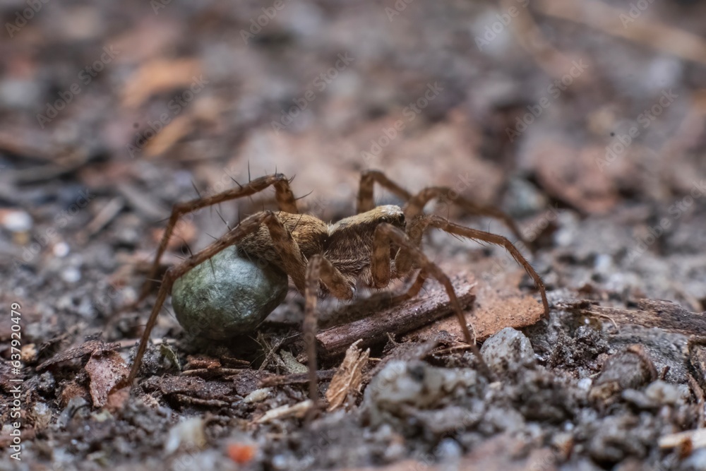 Macro of a wolf spider female of the Lycosidae family with its eggs