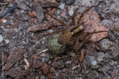 Macro of a wolf spider female of the Lycosidae family with its eggs