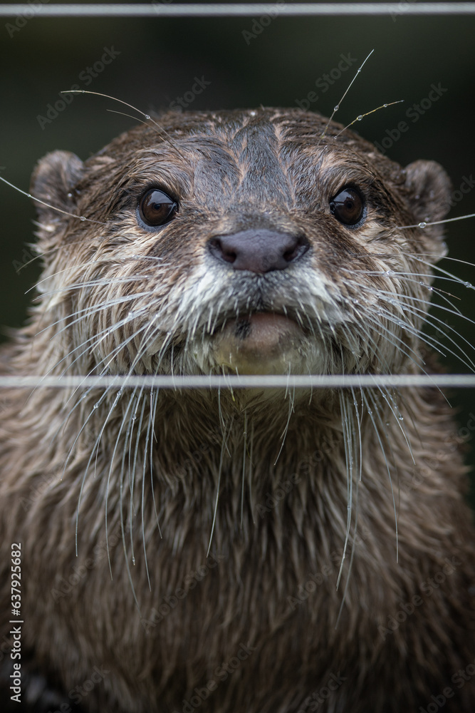 The otter observes the world behind the wire. The otter observes the world behind the wire.