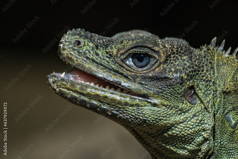 Fototapeta premium Detail of the head of an agama lizard.