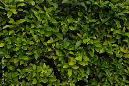 Artificial green leaf backg...