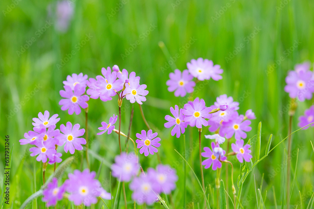 Blooming meadow primrose on a background of green grass Blooming meadow primrose on a background of green grass