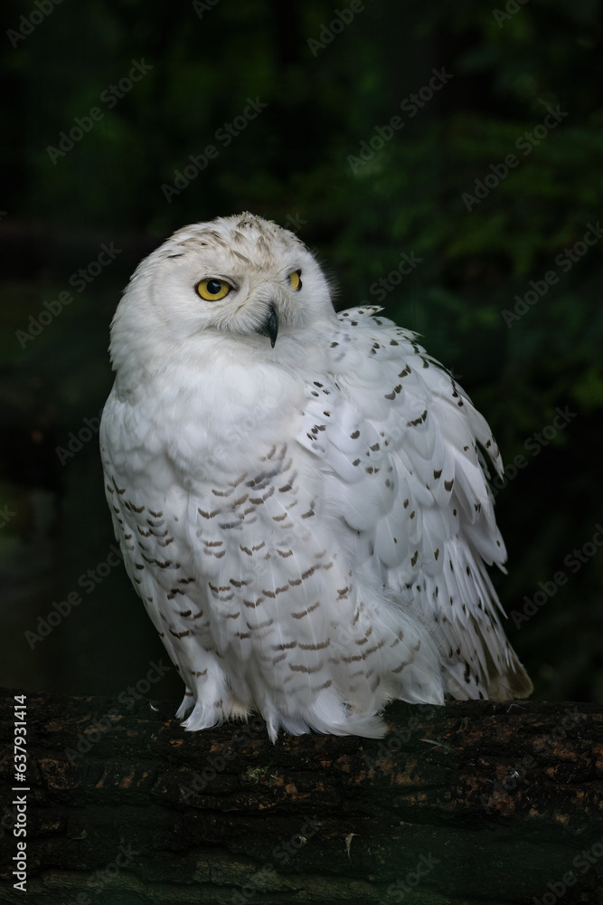Fototapeta premium Snowy owl sitting bird in detail.