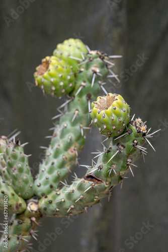 Seed parts of cactus with thorns.