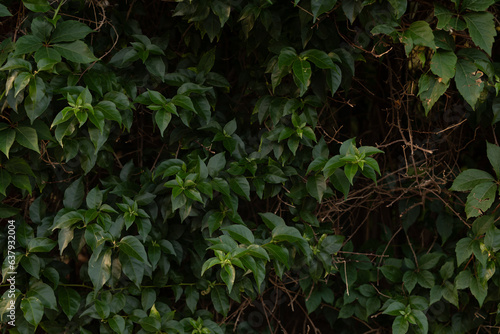 Artificial green leaf backg...
