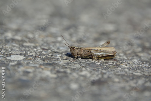 common field grasshopper (Chorthippus brunneus) photo