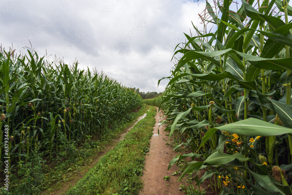 corn field in the summer corn field in the summer