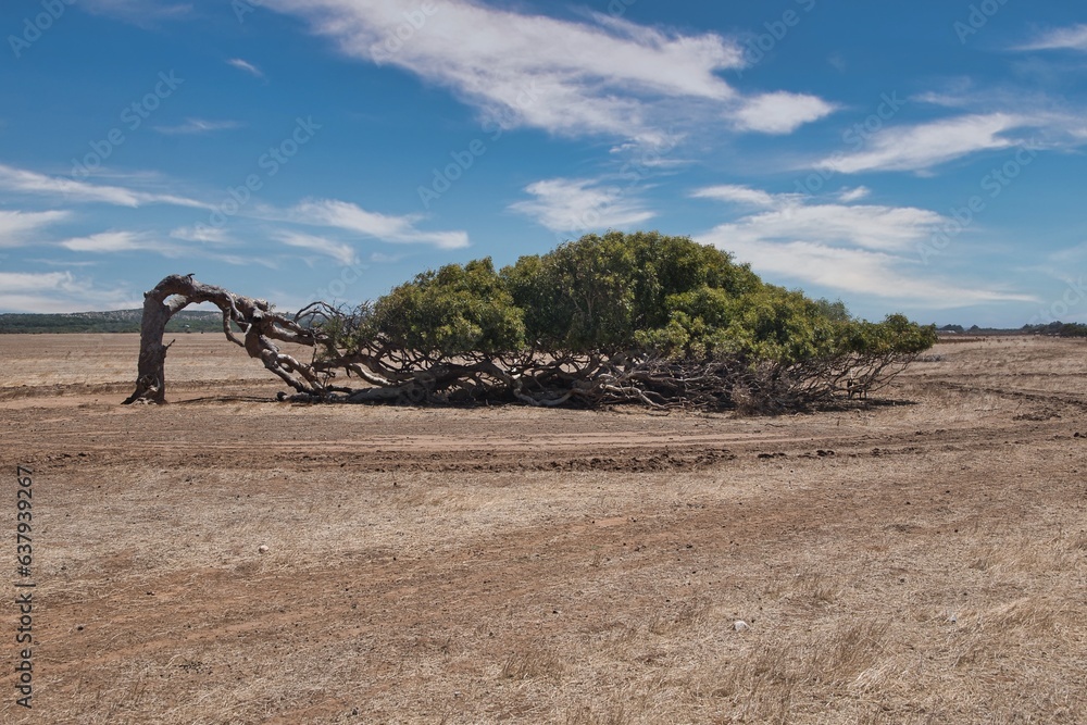 Leaning tree in Greenough Western Australia. Famous and fascinating