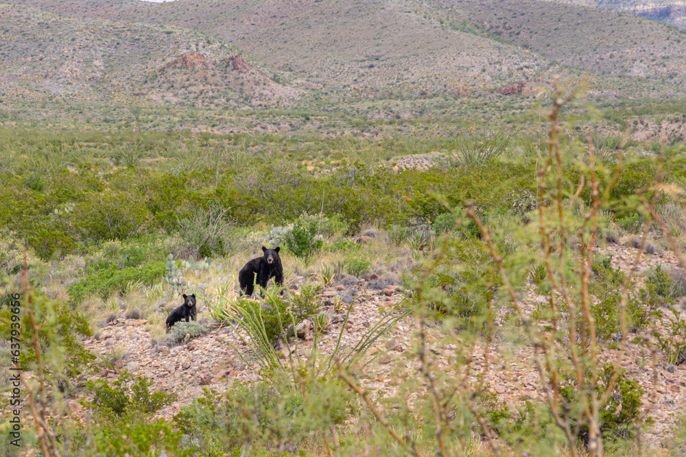 Big Bend National Park Big Bend National Park