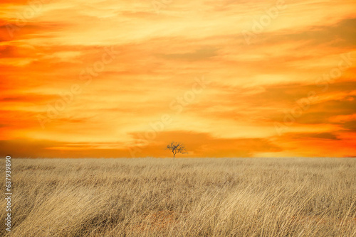A lone tree in a dry grass field against a clear blue sky on a sunny day.