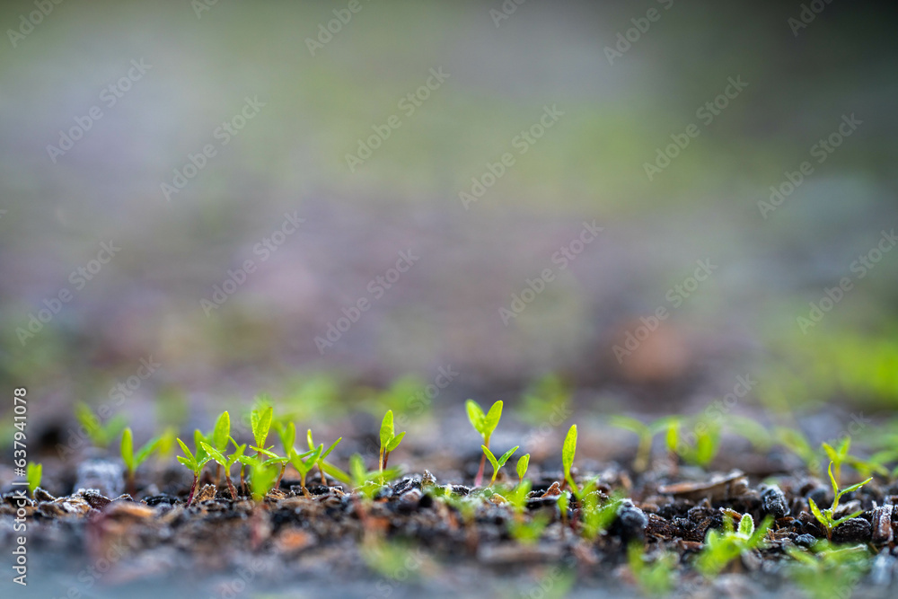 kale seedlings vegetables growing on a farm. frost and ice on the cold soil and plants on a winter's morning kale seedlings vegetables growing on a farm. frost and ice on the cold soil and plants on a winter's morning