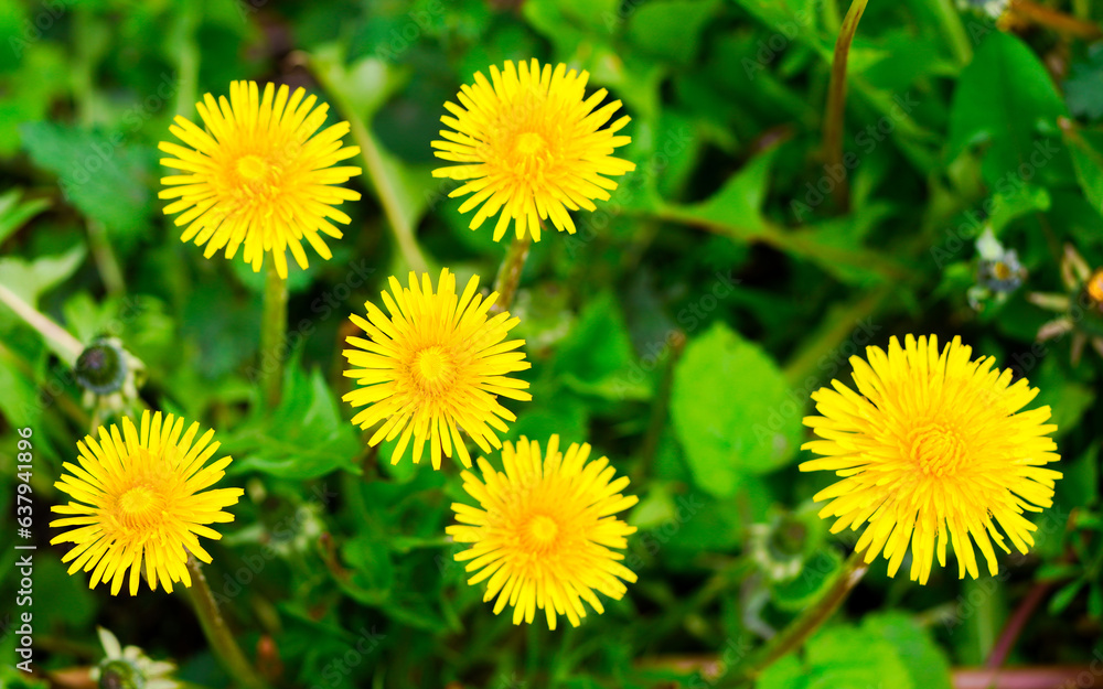Yellow dandelion flowers close-up on a green meadow. Yellow dandelion flowers close-up on a green meadow.