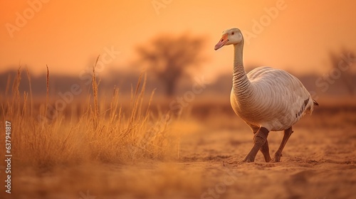 Animal wildlife photography goose with natural background in the sunset view  AI generated image
