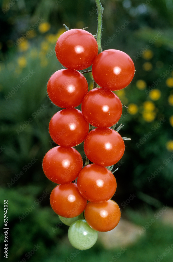 Lycopersicom esculentum 'Cerise Sioux' , Tomate